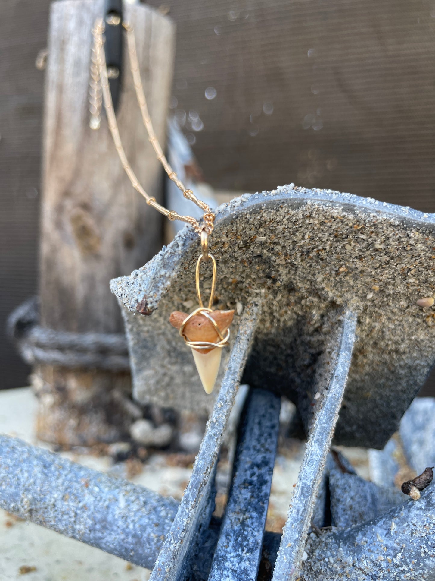 Shark Tooth on Gold Chain