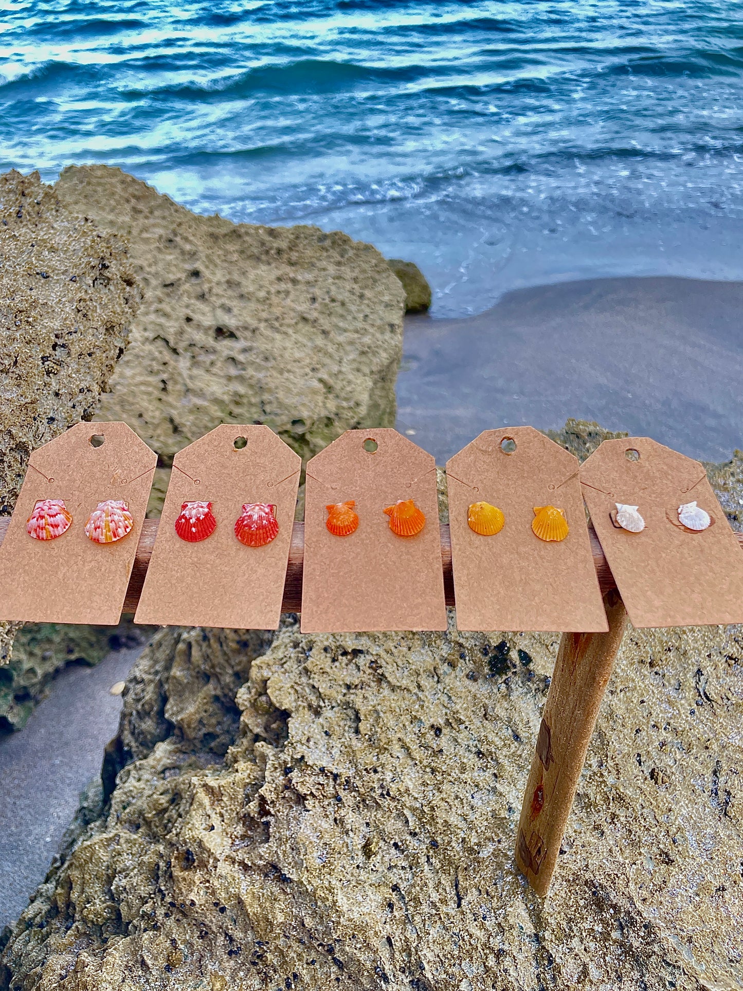 Calico Scallop Shell Earrings