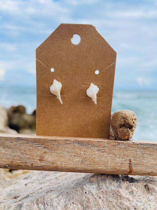 White Murex Shell Earrings